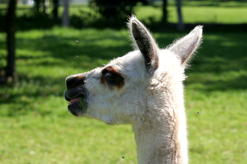 Killikus® Fotographie Killikus® Fotographie